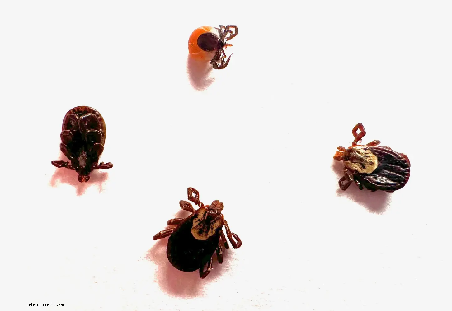 Dog and wood ticks found in Sherman