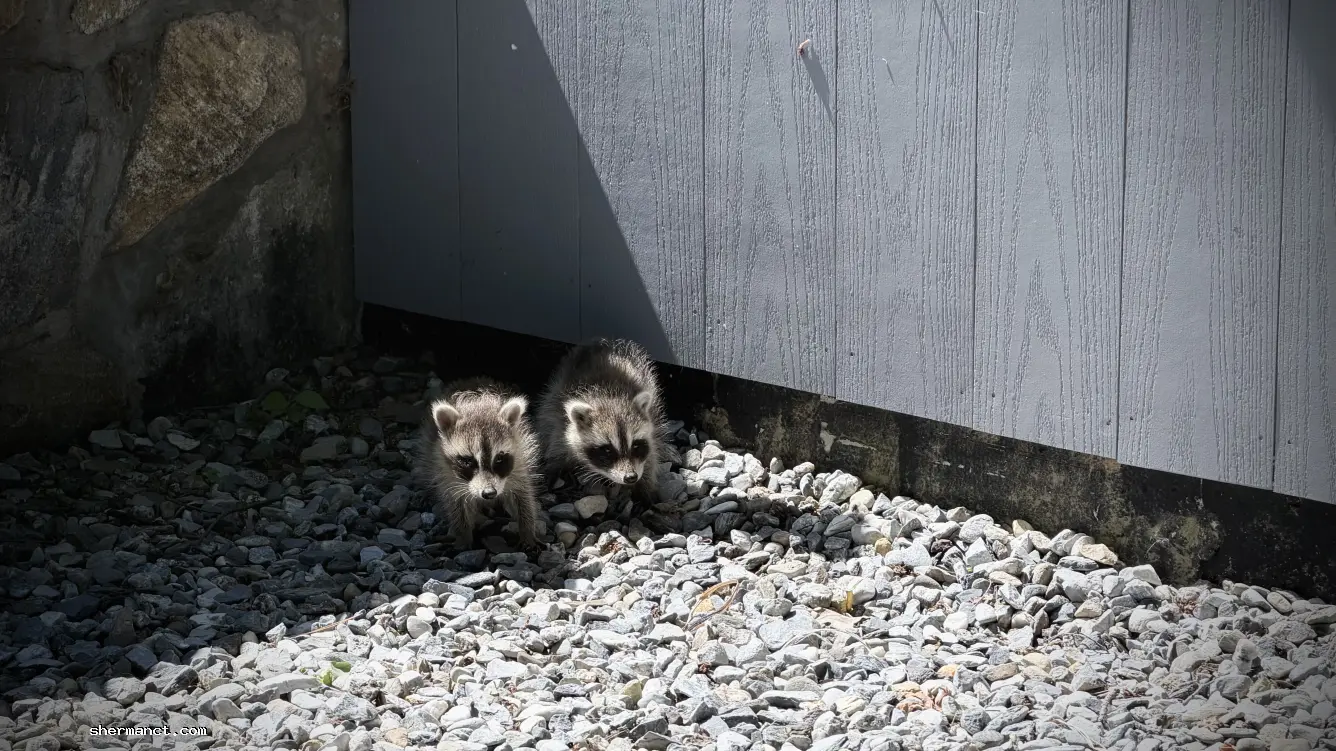 <strong>Wildlife Encounters:</strong> Finding an abandoned animal on your Sherman property triggers a precise and legally binding chain of events. Here is how to navigate the encounter.