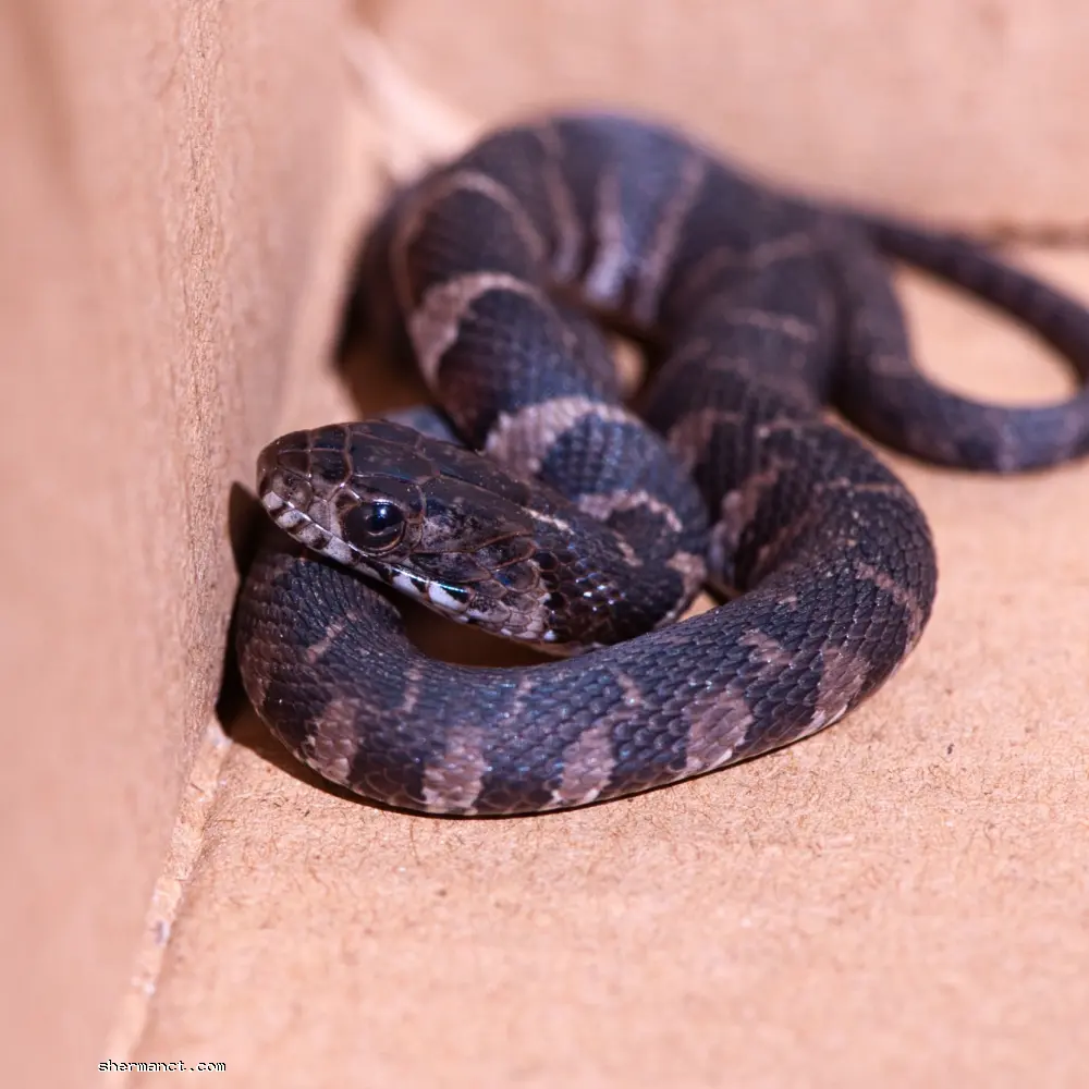 A young snake seeks shelter. Despite their reputation, these reptiles are highly sensitive indicators of environmental health.