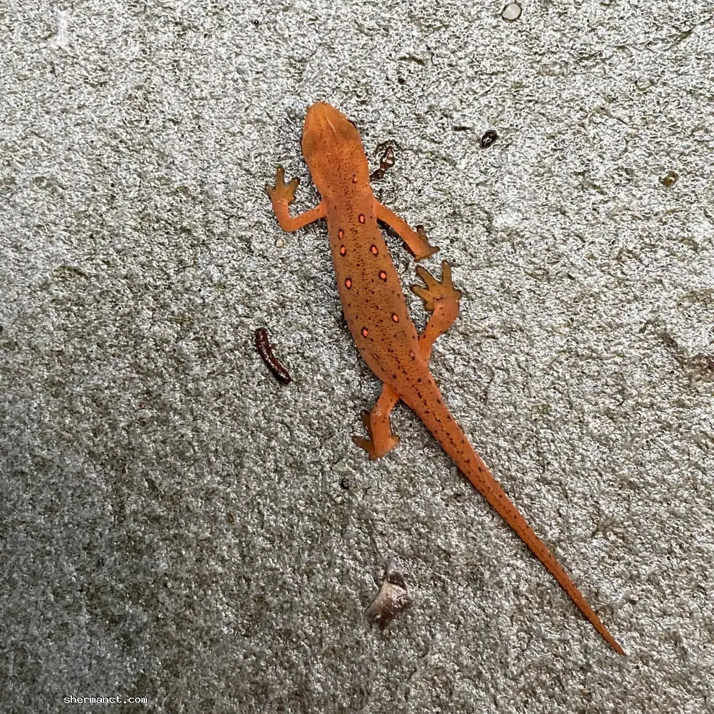 The striking, fiery orange of an Eastern Newt in its terrestrial "red eft" stage. Often seen traversing wet stone and forest floors after a summer rain, these amphibians are highly vulnerable to localized chemical runoff due to their permeable skin.