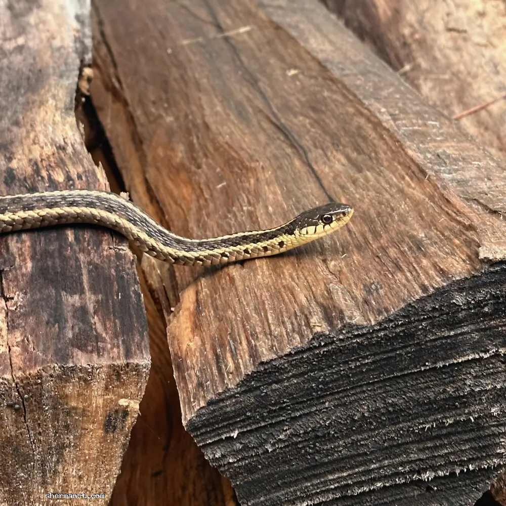 A garter snake seamlessly navigates a stack of firewood, providing silent, round-the-clock pest control.