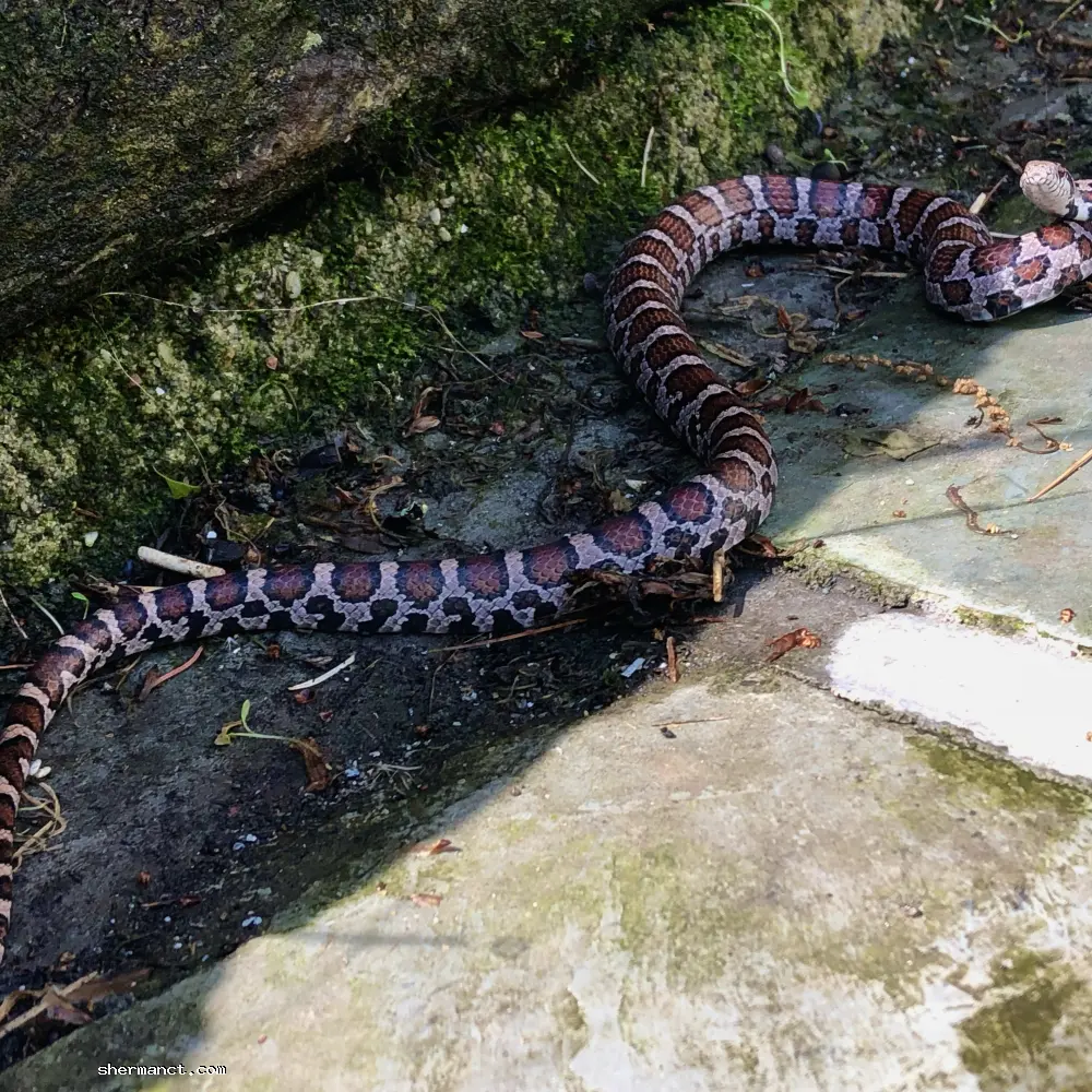 With its vibrant, rust-colored patterning, the Eastern Milksnake is a beautiful and highly beneficial neighbor to have around the foundation of a home.
