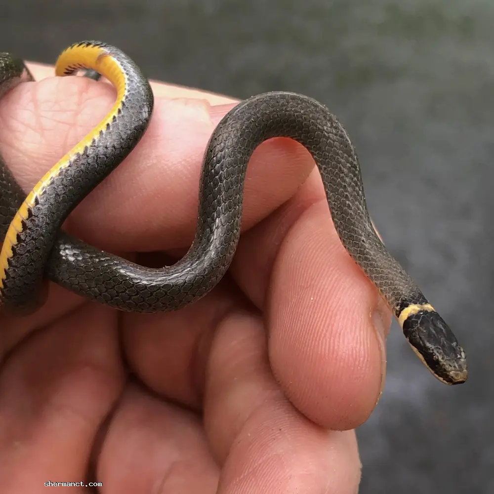 The striking golden underbelly of a harmless ringneck snake.