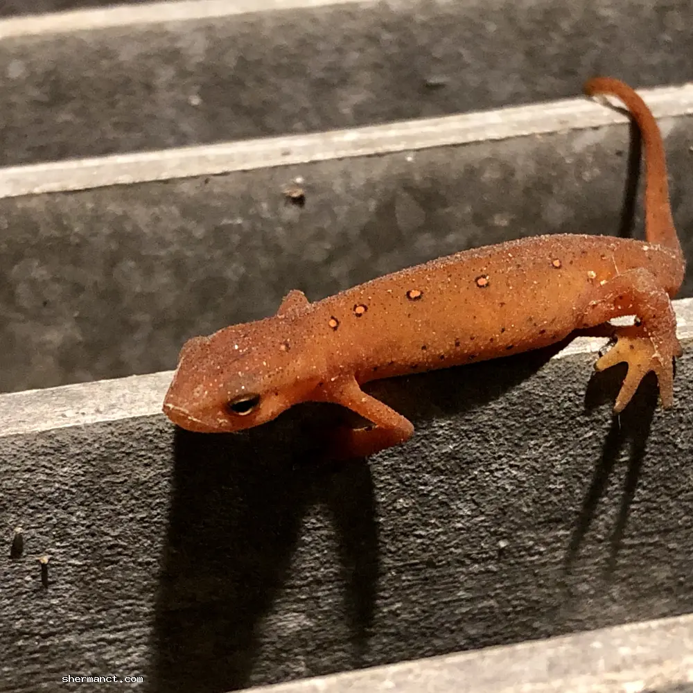 Navigating the harsh geometry of an outdoor grate, an Eastern Newt searches for damp refuge. The presence, or sudden absence, of these sensitive environmental barometers near our homes speaks volumes about the immediate health of our local groundwater.