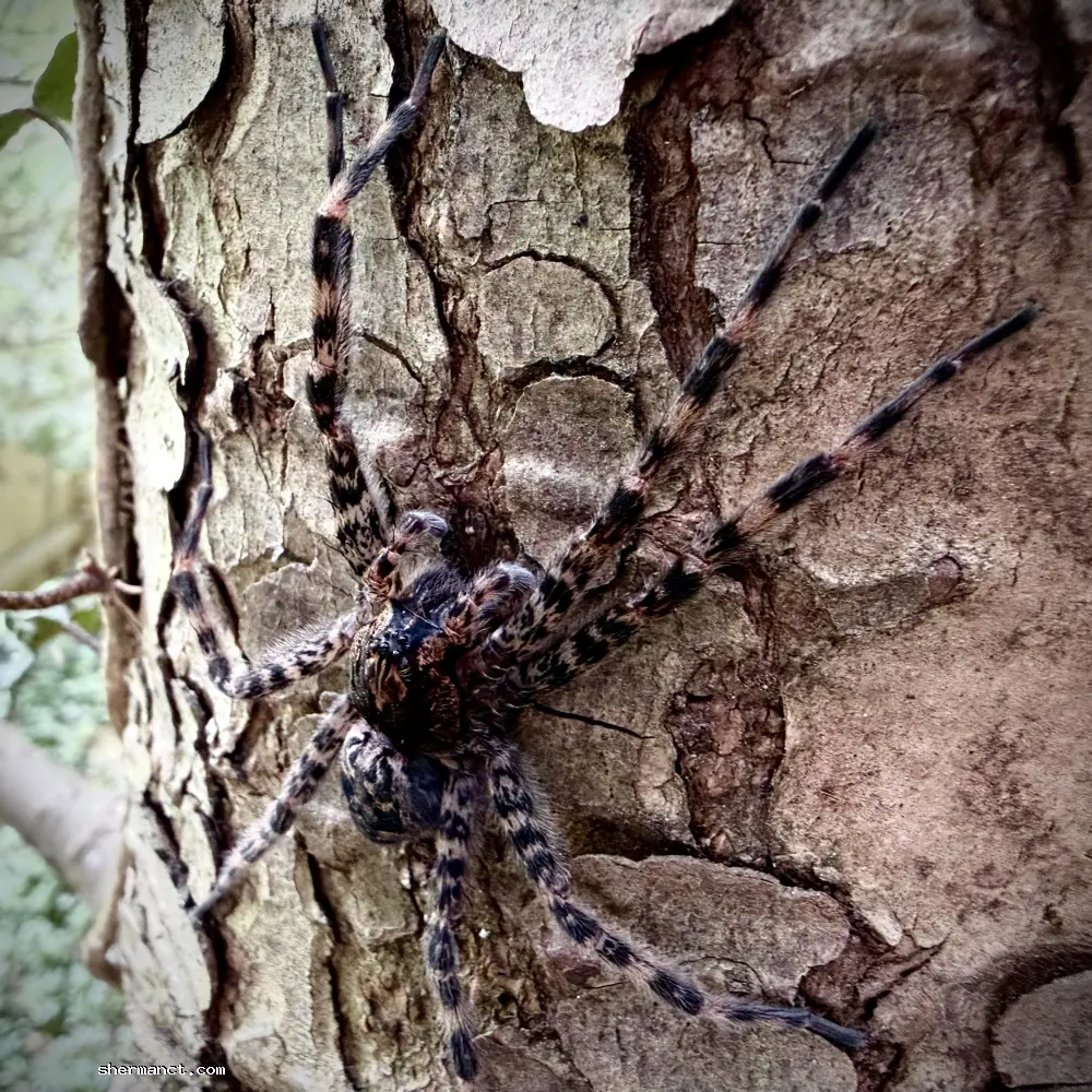 Perfectly camouflaged against the bark, a large spider waits patiently for its next meal.