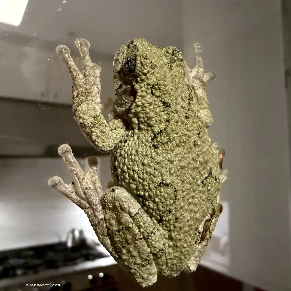 A tree frog displays its magnificent, moss-like texture while hunting for insects on a pane of glass.