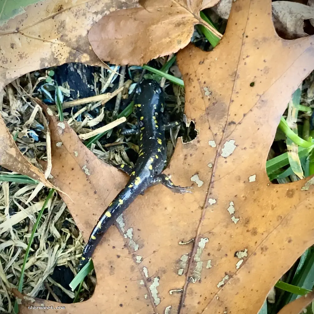 Characterized by a stout, dark body adorned with bright yellow spots, the Spotted Salamander (Ambystoma maculatum) is a highly elusive, burrowing amphibian. Because they spend the majority of the year underground, sightings outside of their spring breeding migration are exceptionally rare. If relocation is ever necessary, one must use a barrier of damp leaf litter to protect their highly absorbent, permeable skin from human contact.