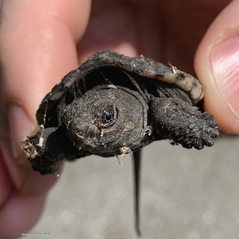 Identified by its exceptionally long tail and rough, tri-keeled dark shell, this hatchling Snapping Turtle (Chelydra serpentina) is entirely harmless. While adults of the species are notorious for their aggressive terrestrial defensive postures and bone-crushing jaws, the young are merely vulnerable wanderers. If encountered in a roadway or yard, they should be safely relocated in the exact direction they were traveling, preferably near the edge of a wetland.